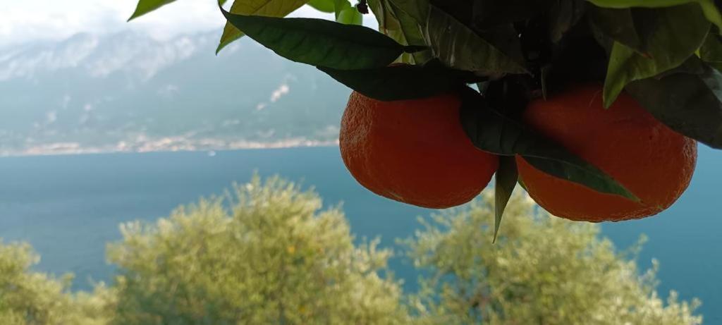 La Terrazzina